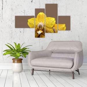 Žltá orchidea - obraz (Obraz 110x70cm)