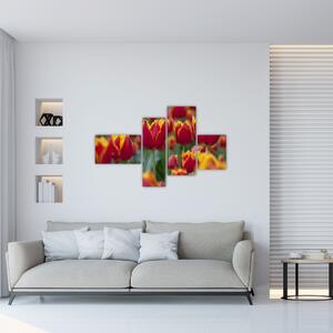 Tulipánové polia - obraz (Obraz 110x70cm)