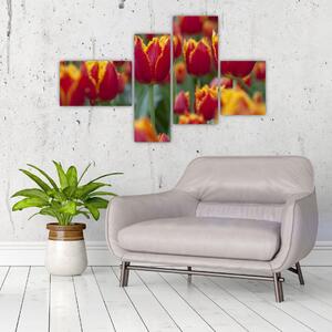 Tulipánové polia - obraz (Obraz 110x70cm)