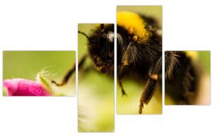 Včela - obraz (Obraz 110x70cm)