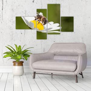 Včela na sedmokráske - obraz (Obraz 110x70cm)