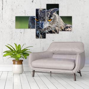 Sova - obraz (Obraz 110x70cm)