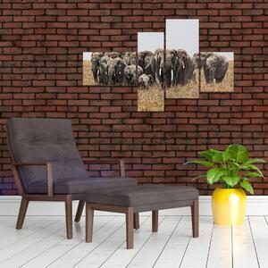 Stádo slonov - obraz (Obraz 110x70cm)