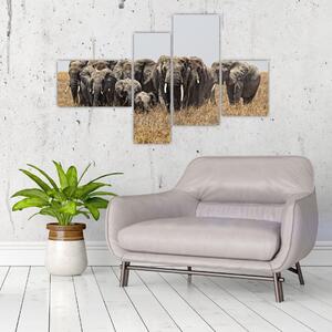 Stádo slonov - obraz (Obraz 110x70cm)