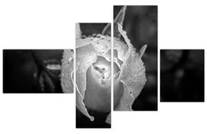 Obraz čiernobiele ruže (Obraz 110x70cm)