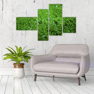 Detail trávy - obraz (Obraz 110x70cm)