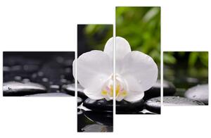 Fotka kvetu orchidey - obraz autá (Obraz 110x70cm)