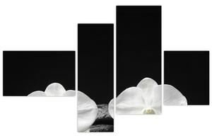 Orchidey - obraz (Obraz 110x70cm)