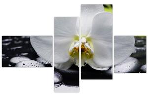 Kvet orchidey - obraz na stenu (Obraz 110x70cm)