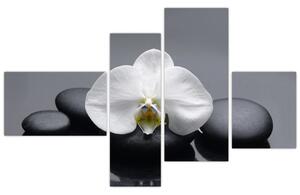Kvet orchidey - moderný obraz (Obraz 110x70cm)