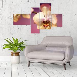 Obraz - orchidea (Obraz 110x70cm)