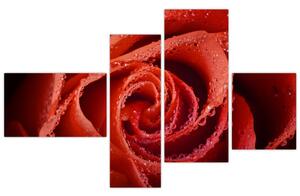 Obraz ruže (Obraz 110x70cm)