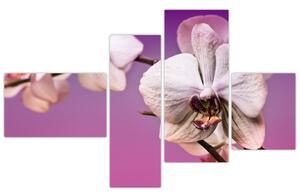 Moderné obrazy - orchidea (Obraz 110x70cm)