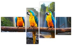 Obraz - papagáje (Obraz 110x70cm)