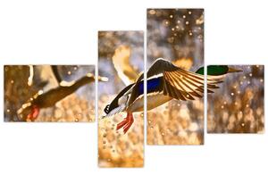 Letiaci kačice - obraz (Obraz 110x70cm)
