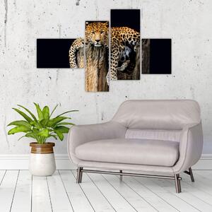 Leopard, obraz (Obraz 110x70cm)