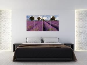 Obraz levanduľového pole (Obraz 160x80cm)