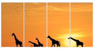 Moderný obraz - žirafy (Obraz 160x80cm)