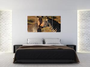 Obraz - zebry (Obraz 160x80cm)