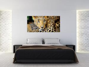 Obraz - zvieratá (Obraz 160x80cm)