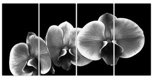 Čiernobiely obraz - orchidea (Obraz 160x80cm)