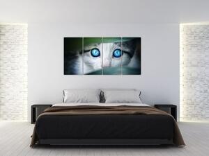Obraz mačky, žiarivé oči (Obraz 160x80cm)