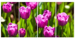 Obraz kvitnúcich tulipánov (Obraz 160x80cm)