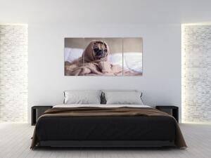 Obraz - pes v deke (Obraz 160x80cm)