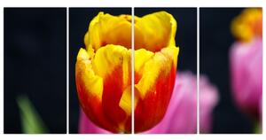Obraz tulipánu (Obraz 160x80cm)