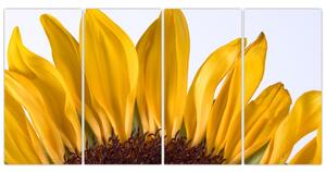 Obraz kvetu slnečnice (Obraz 160x80cm)