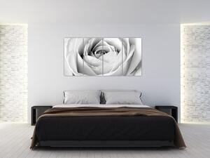 Čiernobiely obraz ruže (Obraz 160x80cm)
