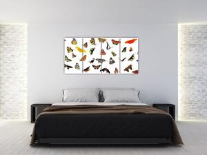 Obrazy motýľov (Obraz 160x80cm)