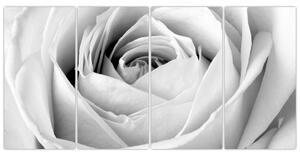 Čiernobiely obraz ruže (Obraz 160x80cm)