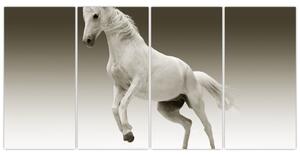 Obrazy bieleho koňa (Obraz 160x80cm)