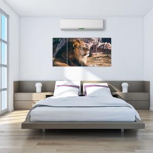 Obraz - ležiaci lev (Obraz 160x80cm)