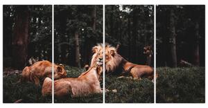 Obrazy - levy v lese (Obraz 160x80cm)