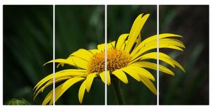 Obraz žltého kvetu (Obraz 160x80cm)