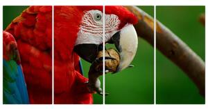 Obraz papagája (Obraz 160x80cm)
