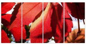 Obraz červených listov (Obraz 160x80cm)