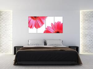 Obraz kvetín - astra (Obraz 160x80cm)
