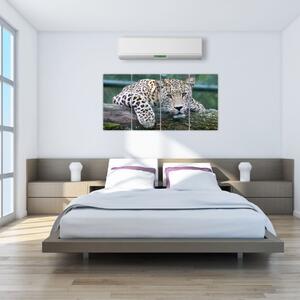 Obraz leopard (Obraz 160x80cm)