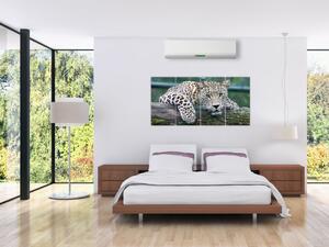 Obraz leopard (Obraz 160x80cm)