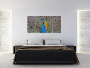 Obraz páva (Obraz 160x80cm)
