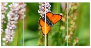 Moderný obraz motýľa na lúke (Obraz 160x80cm)