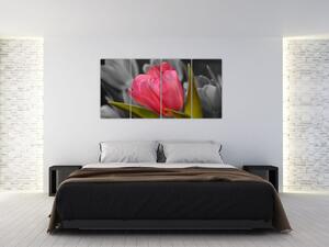 Obraz červeného tulipánu na čiernobielom pozadí (Obraz 160x80cm)