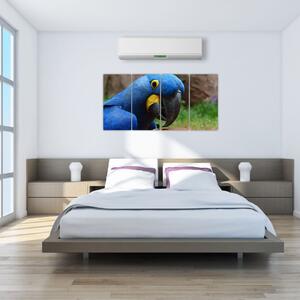 Obraz - papagáj (Obraz 160x80cm)