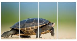 Obraz korytnačky - moderné obrazy (Obraz 160x80cm)