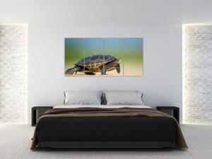 Obraz korytnačky - moderné obrazy (Obraz 160x80cm)