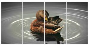 Obraz - kačice vo vode (Obraz 160x80cm)