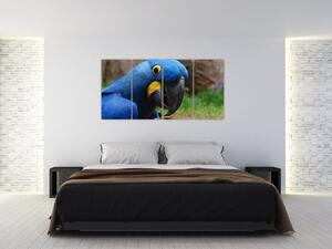 Obraz - papagáj (Obraz 160x80cm)